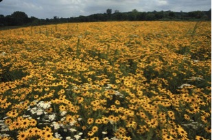 Figure 3. Photo of the Black-eyed Susan monoculture in the St. Olaf prairie taken during its early years. Photo courtesy of Gene Bakko.